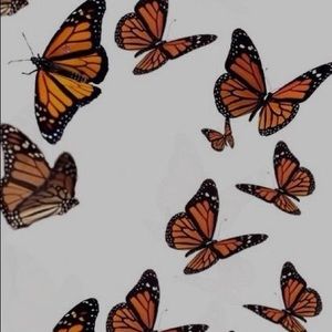 Meet your Posher, Chanise